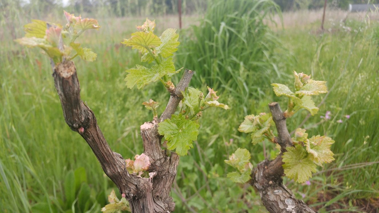Lives of the Vines